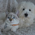 Tips For Pets With Noise Phobia