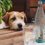 How to Keep Your Pet Safe During Summer Parties